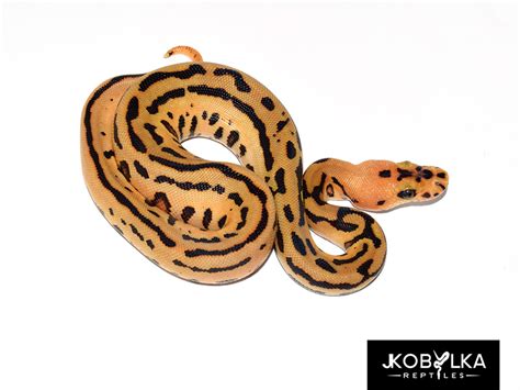 Morph List World Of Ball Pythons