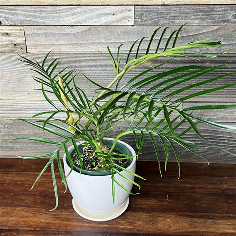 Philodendron Tortum 6 Pot Plant Hawaii