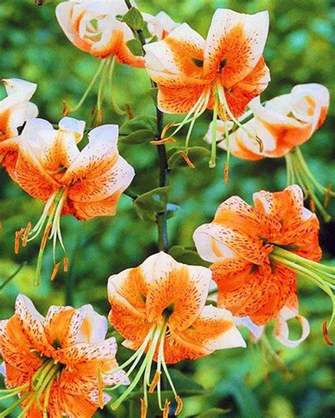 Лилия ЛЕДИ АЛИСАМногоцветковая лилия, лепестки белого цвета с насыщенно ...