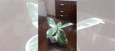 Фикус эластика тинеке вариегатный купить в Екатеринбурге | Товары для ...