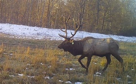 Calm After The Storm For The Elk Virginia Dwr