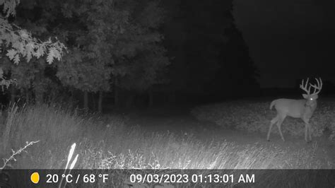 Bruiser shed his velvet | Michigan Sportsman Forum