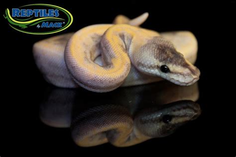 Ball Python Care Sheet – Reptiles by Mack