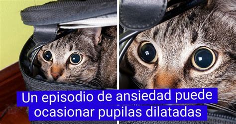 Identifica Si Tu Gato Padece Ansiedad Con Estos Consejos Salud Gatuna