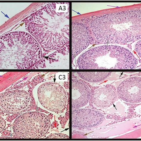 A1 Photomicrograph Of Rat S Testis Of Control Group On 20th Day