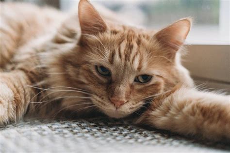 Mengenal 5 Ciri Ciri Kucing Cacingan Dan Cara Penanganannya