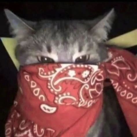 Gang Gang Cat Icon Cat Aesthetic Silly Cats