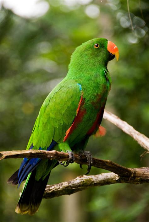 Living Jungle Eclectus Parrot