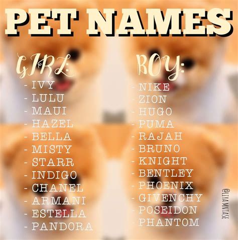 700 Unique Female Dog Names For 2021 Artofit