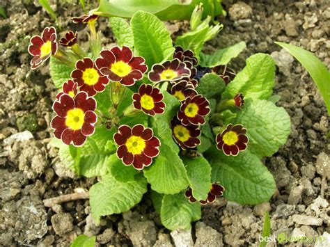 Примула Королевская многолетняя (72 фото) - фото - картинки и рисунки ...