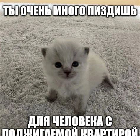 Ты слишком много пиздишь для человека с поджигаемой квартирой | Hello ...
