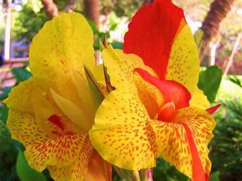 Канны: уход и посадка цветка в открытом грунте, выращивание в саду