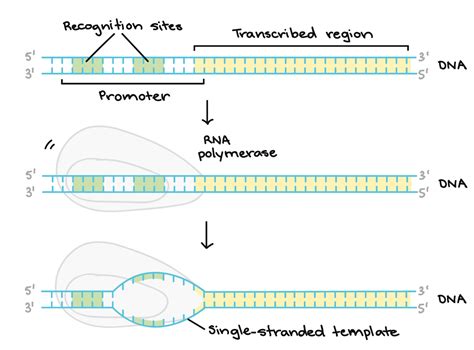 Genes to proteins: Central Dogma | BIO103: Human Biology