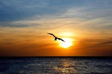 Aruba Bird Nature Free Photo On Pixabay Pixabay