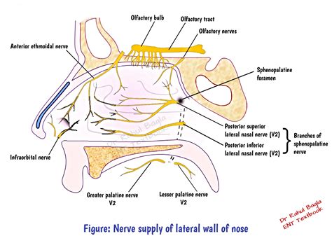 anatomy  internal nose key points  mbbs  pg students