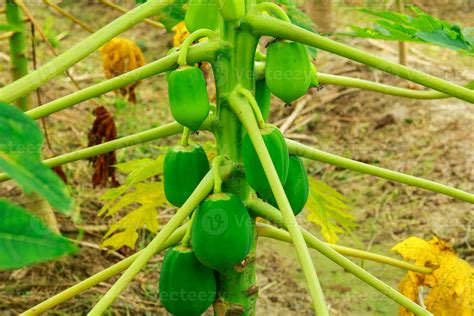 Lots Of Green Papayas Growing On A Papaya Tree Papaya Fruits Of Papaya