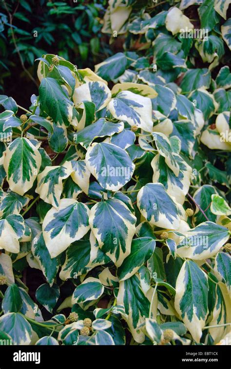 Persian Ivy Colchis Ivy Hedera Colchica Dentata Variegata Hedera