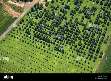 Aerial View Of Tree Farm Stock Photo Alamy