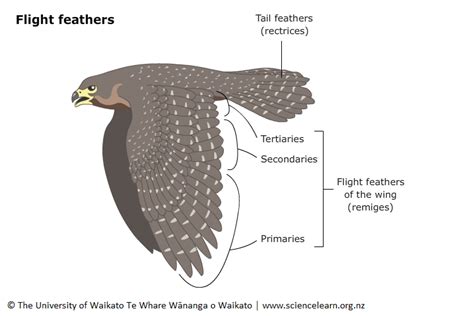 Flight Feathers — Science Learning Hub