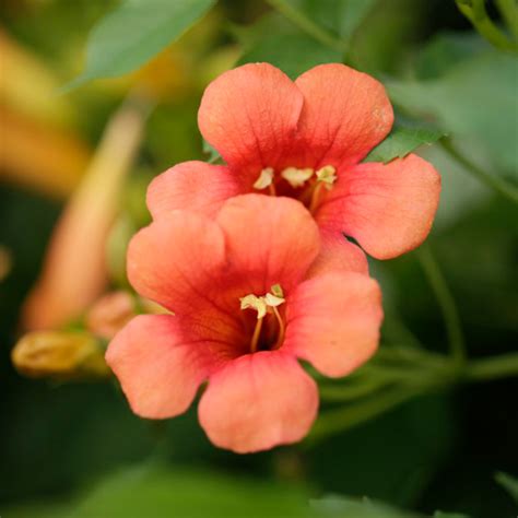 Campsis x tagliabuana 'Madame Galen' | Dobies