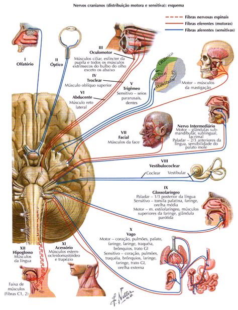 Resumo De Neuroanatomia Sanarmed