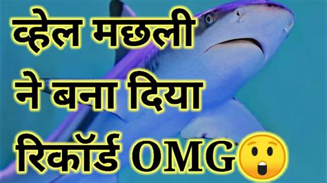 Whale Fish Record In Ginis Book । World Record। Whale Fish । Youtube