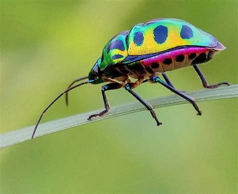 Colorful bugs Stock Photos, Royalty Free Colorful bugs Images ...