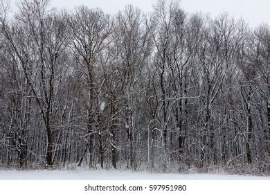 Firefighter Extinguishing Fire Forest Naked Trees Stock Photo Shutterstock