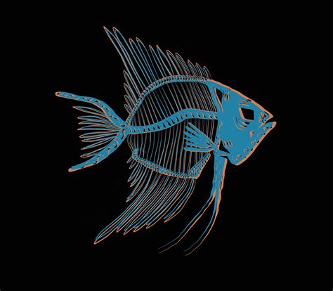 fish color bones  behance