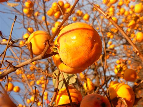 Persimmon Free Stock Photo - Public Domain Pictures