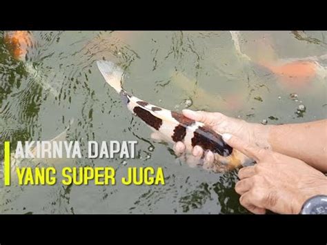 Panen Ikan Koi Lokal Jumbo Dari Kolam Lumpur Youtube