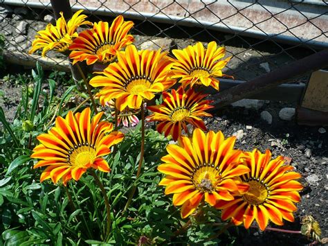 Газания на клумбе - 77 фото