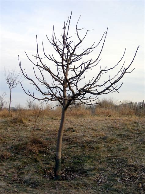 Apple Tree In Winter Free Stock Photo Freeimages