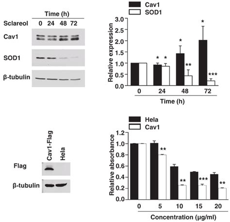 Sclareol Affects The Protein Levels Of Cav1 And SOD1 In HeLa Cells And