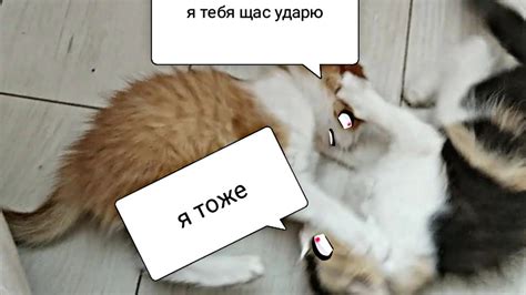 котики в гостях - YouTube
