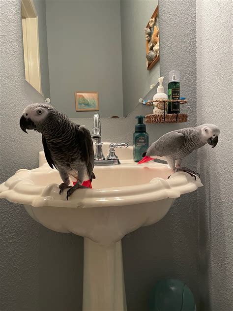 ways to parrot dirty safely 2