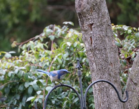 Jay Bird Scrub Free Photo On Pixabay Pixabay