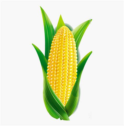 Corn Cartoon Png Maize Png Free Transparent Clipart Clipartkey