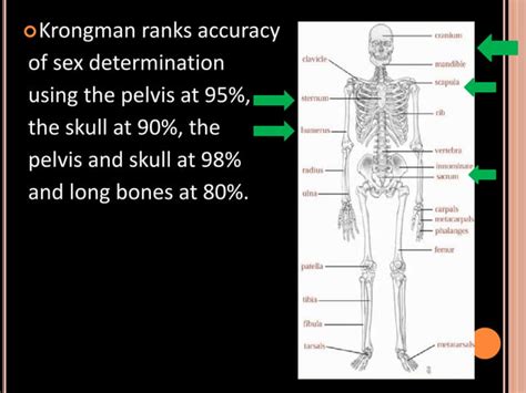 Sex Determination In Forensic Pptx
