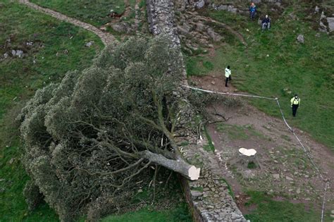 ‘robin Hood Prince Of Thieves Tree Illegally Chopped Down