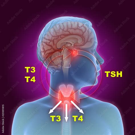 D Illustration Of The Thyroid Gland And Pituitary Gland Part Of The