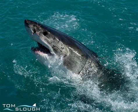 White Shark Projects Gansbaai All You Need To Know Before You Go