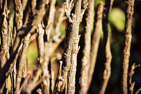 Nude Stems Photograph By Glenn McCarthy Art And Photography Pixels