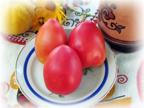 Обзор новых сортов томата 2012 - Мои Томаты