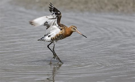 Black Tailed Godwit Wwt Slimbridge Ian Stewart Flickr