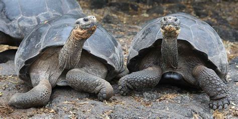 Santa Cruz wildlife location in Galapagos Islands, Latin America ...