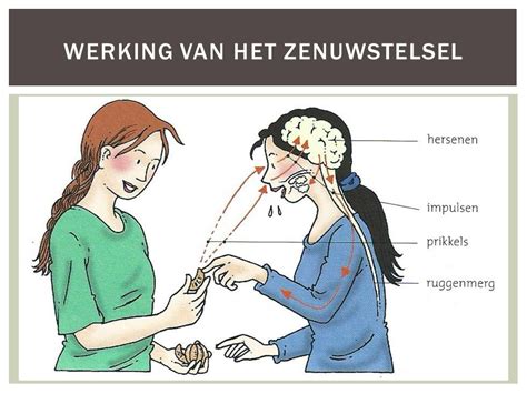 Werking Zenuwstelsel Diagram Quizlet