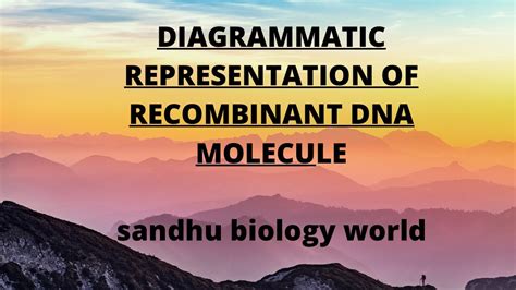 Diagrammatic Representation Of Recombinant Dna Technology Class 12th