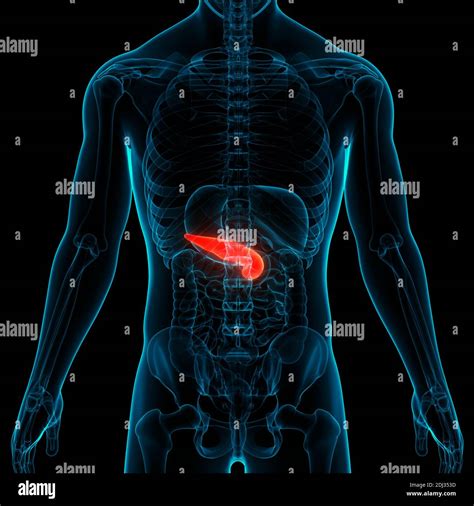 Human Internal Organ Pancreas Anatomy Stock Photo Alamy