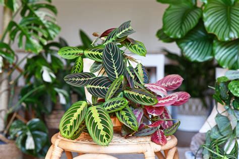 How To Propagate Prayer Plant 3 Easy Ways